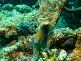 Damselfish IMG 5662